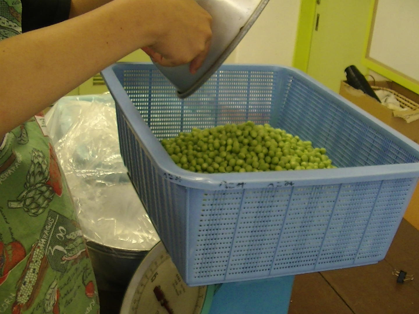 むいた豆を量る様子