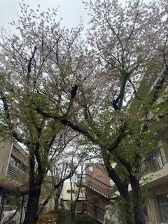 葉桜.jpg