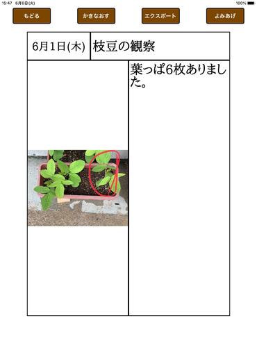 枝豆の観察2.jpg