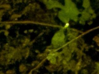 IMG_1487.jpeg