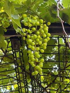 IMG_1509.jpeg
