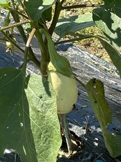 IMG_1505.jpeg