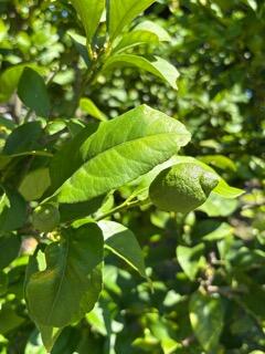 IMG_1510.jpeg