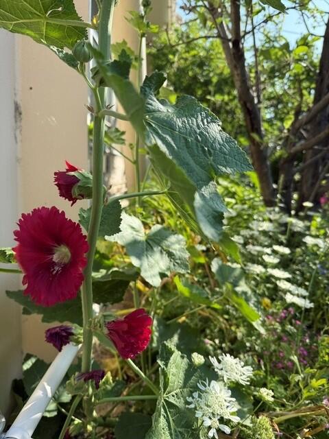 初夏を感じさせるお花①