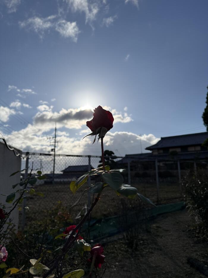 寒空にバラの花。