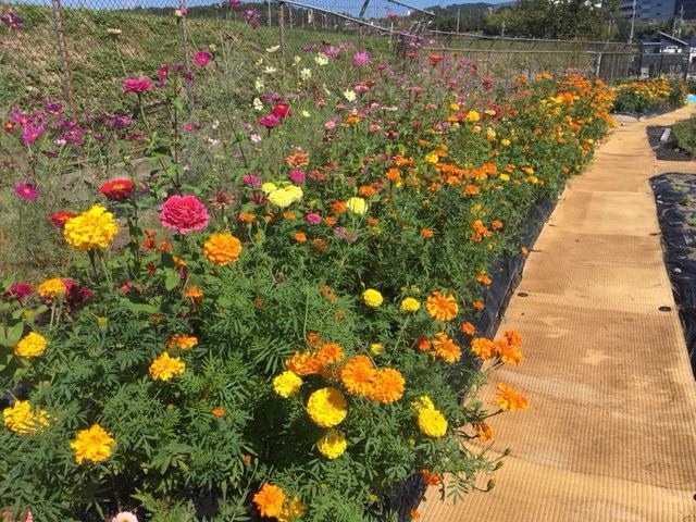 高等部生徒会フラワーガーデン~秋の花が満開~