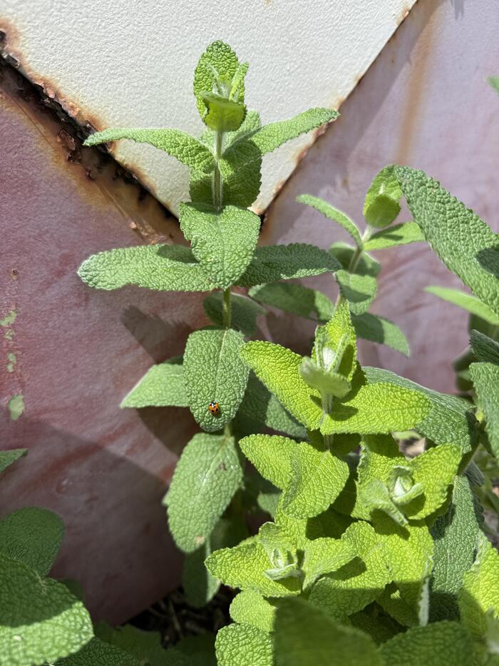 初夏を感じさせるお花②