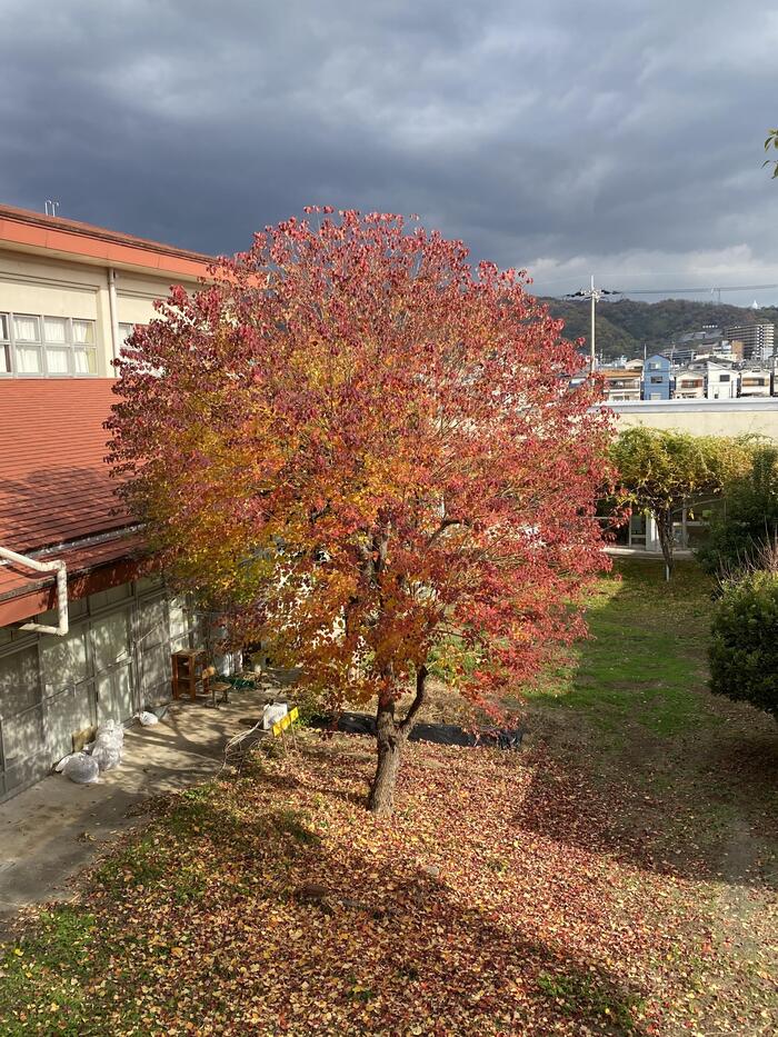 職員室から見える紅葉が見頃です