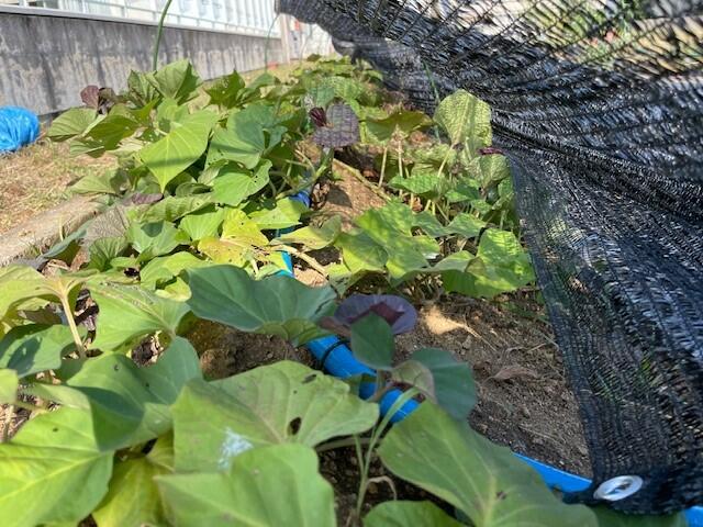 猛暑対策！散水タイマーで作物を守る先生たちのひと工夫