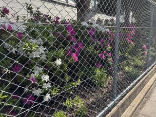 IMG_0709.jpeg
