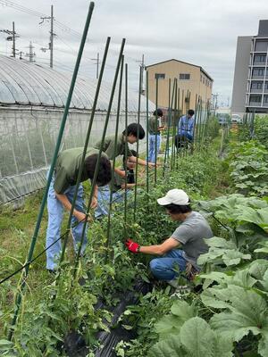 2年 園芸~トマトの誘引と芽かき