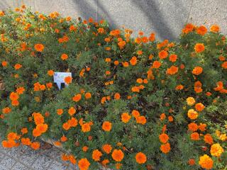 IMG_6469.jpeg