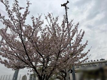 IMG_0599.jpeg