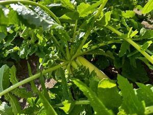 IMG_6773.JPEG