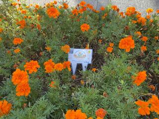 IMG_6468.jpeg