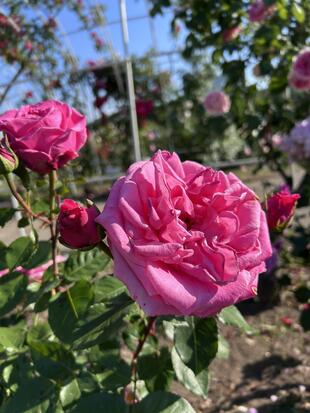 IMG_9067.jpeg