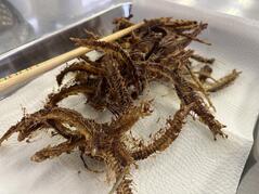 260604【写真】授業の風景㉗（２年「生活科学」、いわしの手開き、夕焼けご飯、野菜のソテー、豆乳スープ） (1).JPGのサムネイル画像