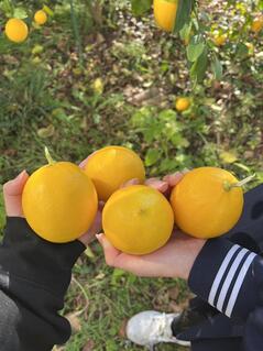 241217【写真】園芸サークル(前期の活動報告、中学生の皆様へのメッセージ) (3).jpegのサムネイル画像