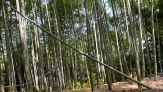 7/13（火）体育祭：竹取り、マスコット制作