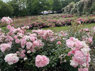 IMG_9380.jpeg