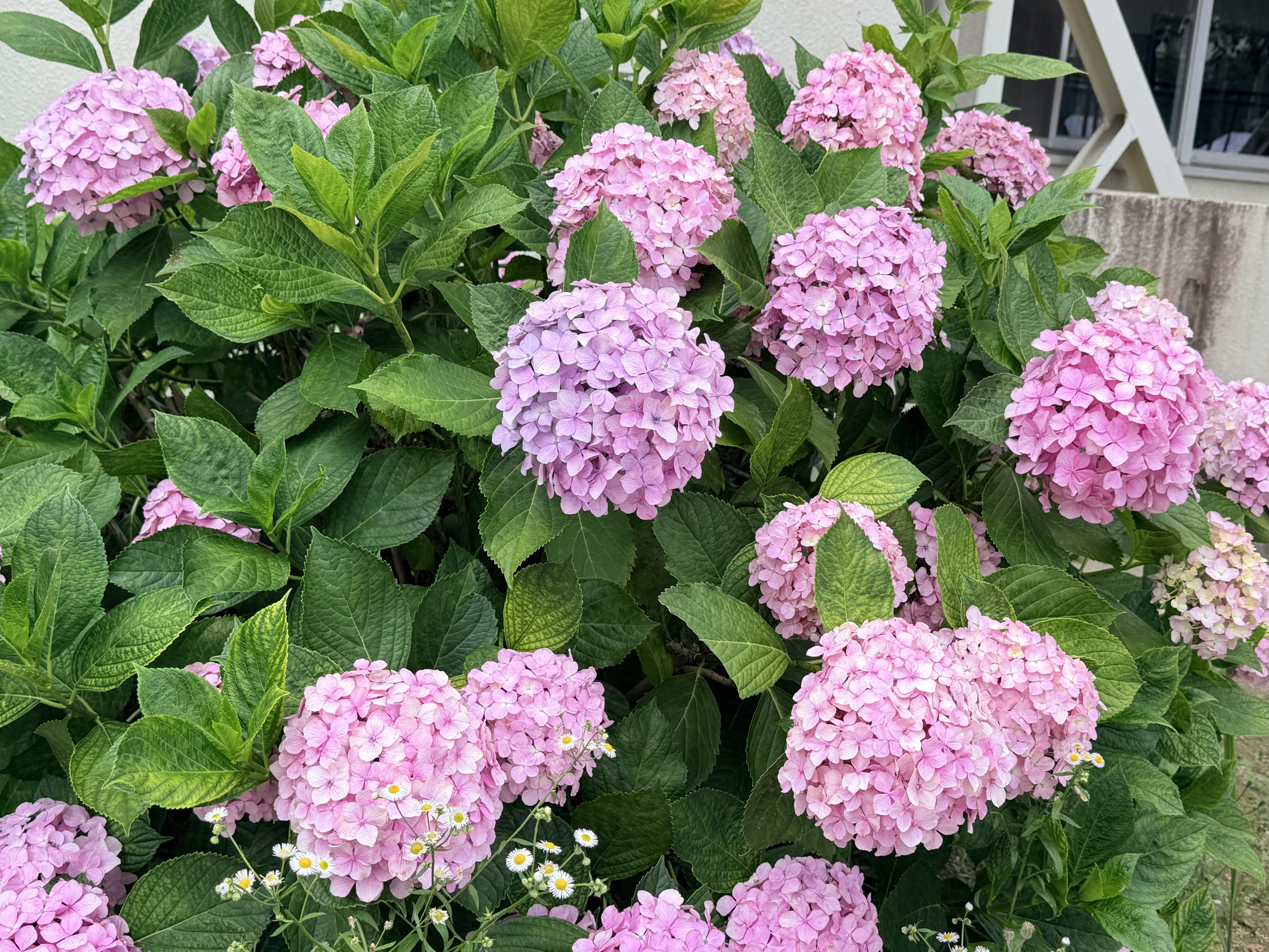 紫陽花.jpeg