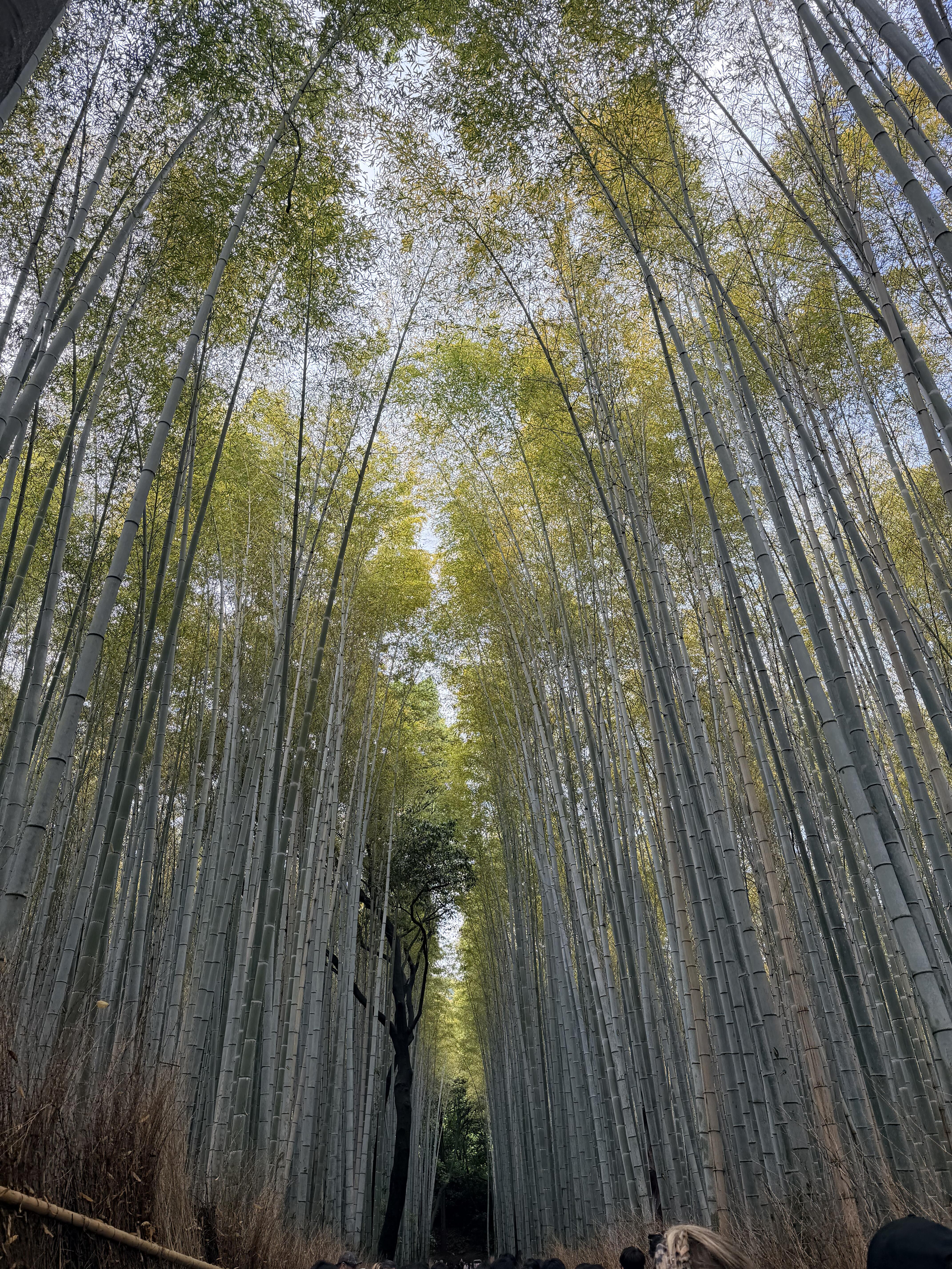 竹林