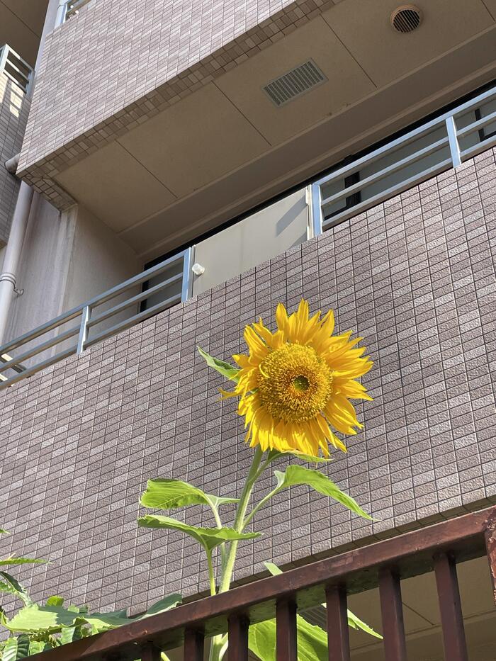 私、暑くても平気ですので。