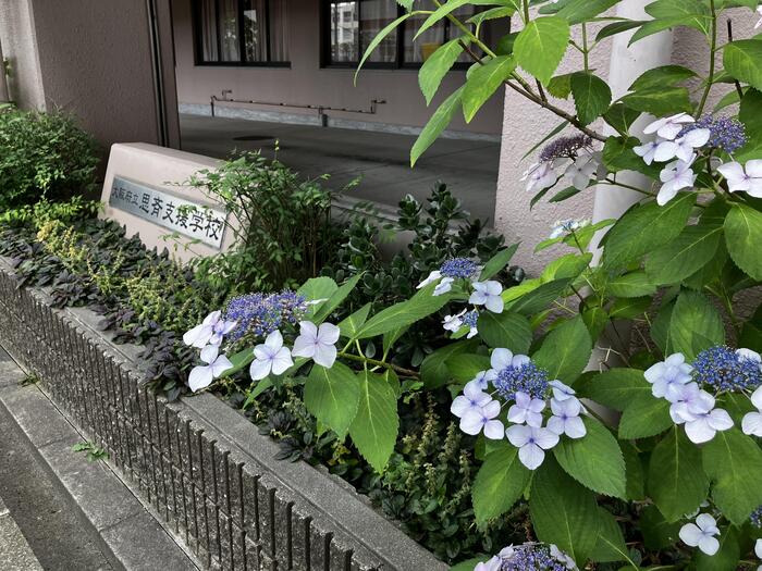 梅雨の訪れを知らせてくれています☔️