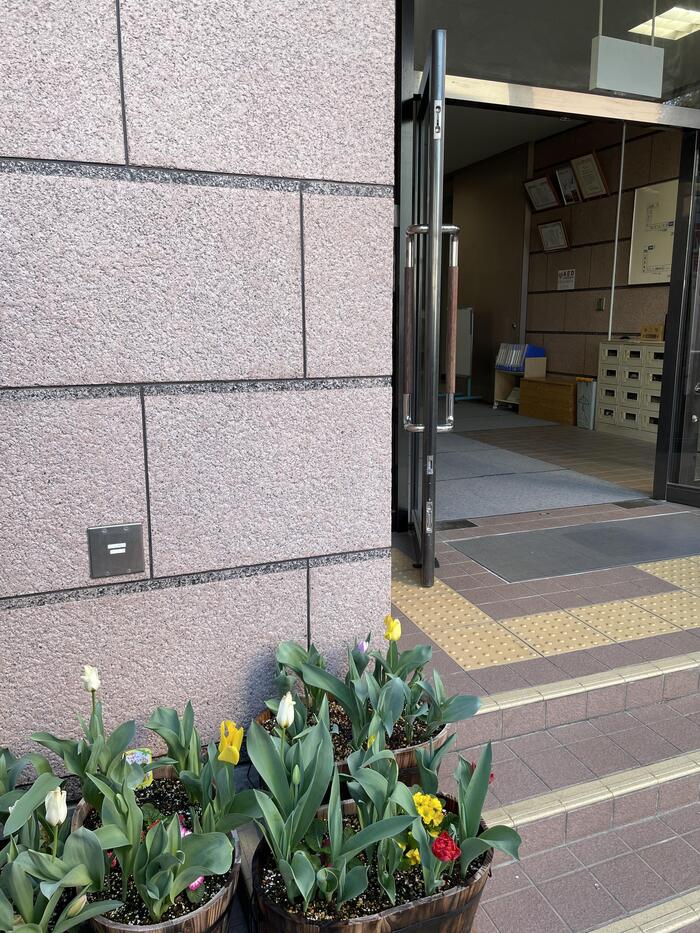 今春も咲きました。