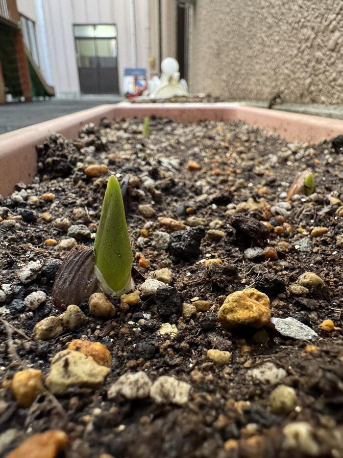 芽が出た！