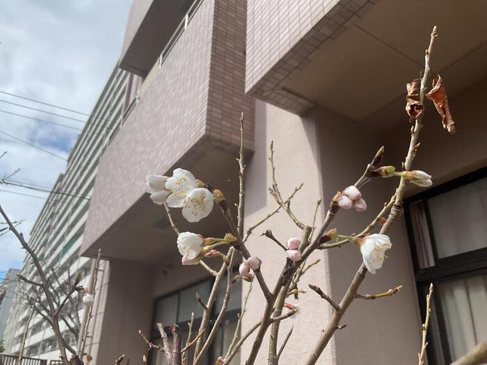 【小1 児童記事】春はもうすぐそこ🌸