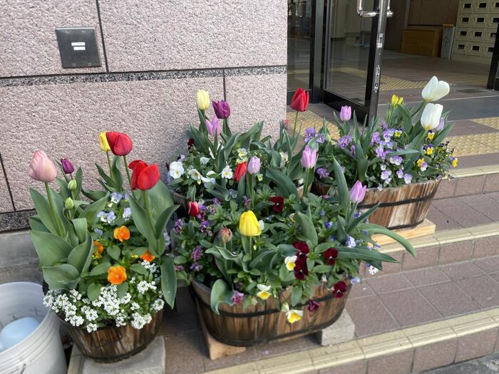 キレイなお花たち🌷