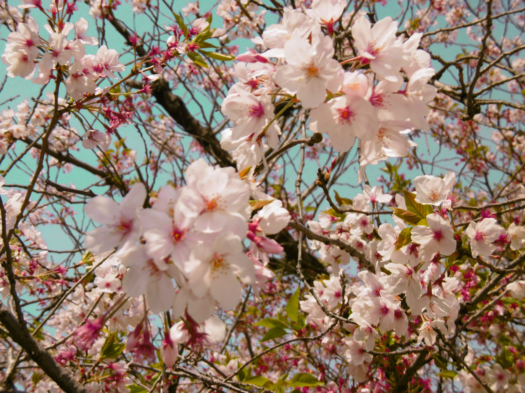 お花見1.JPG