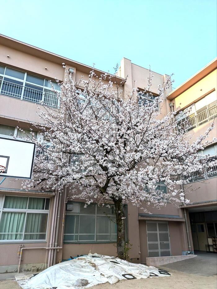 入学おめでとうございます！