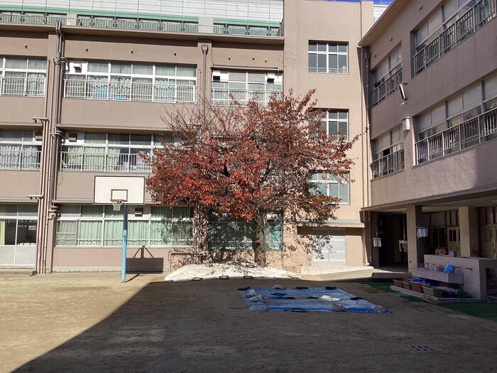【高2生徒記事】桜の木
