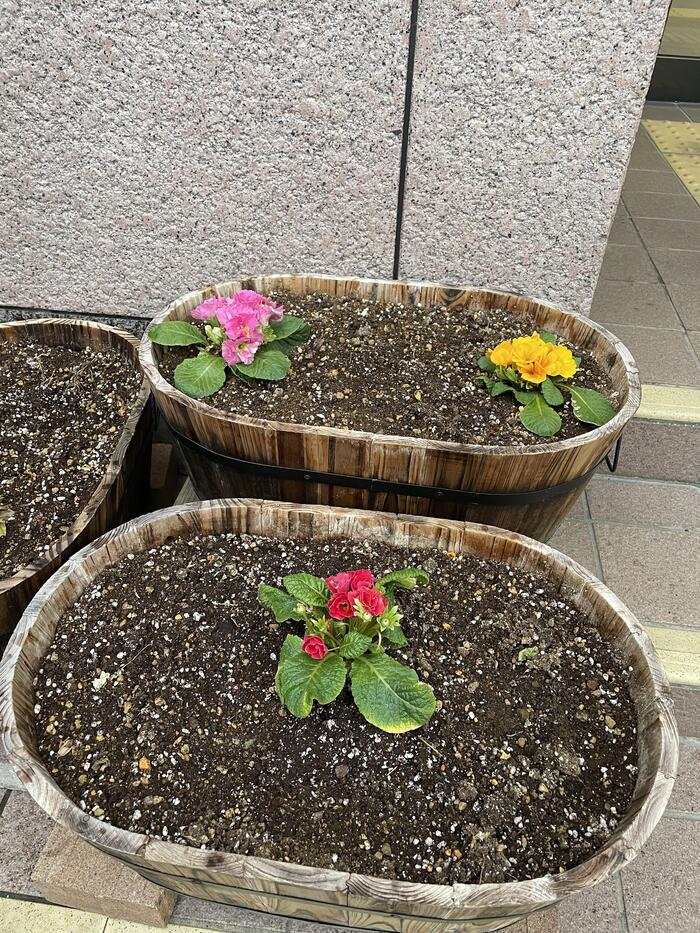 冬来たりなば、春遠からず。