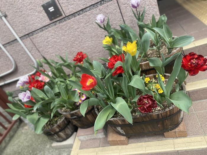 チューリップ満開🌷