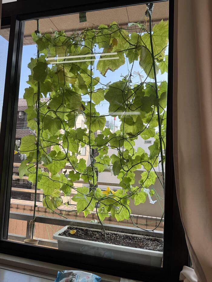 緑のカーテン🌱