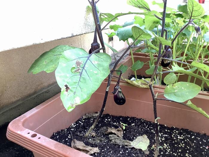 実がなった🍆