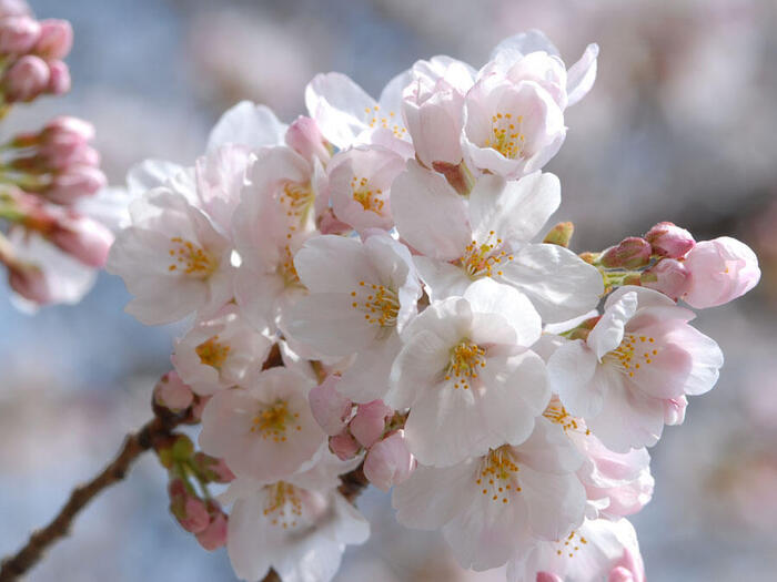 【高2生徒記事】桜
