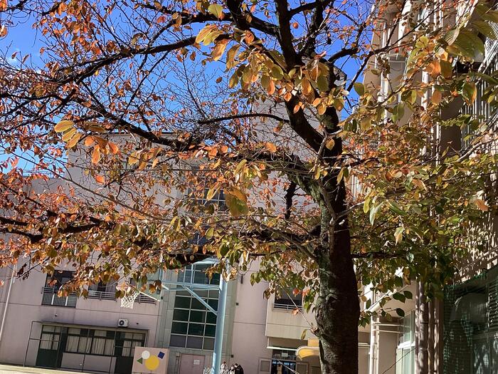 【高2生徒記事】冬の桜です。