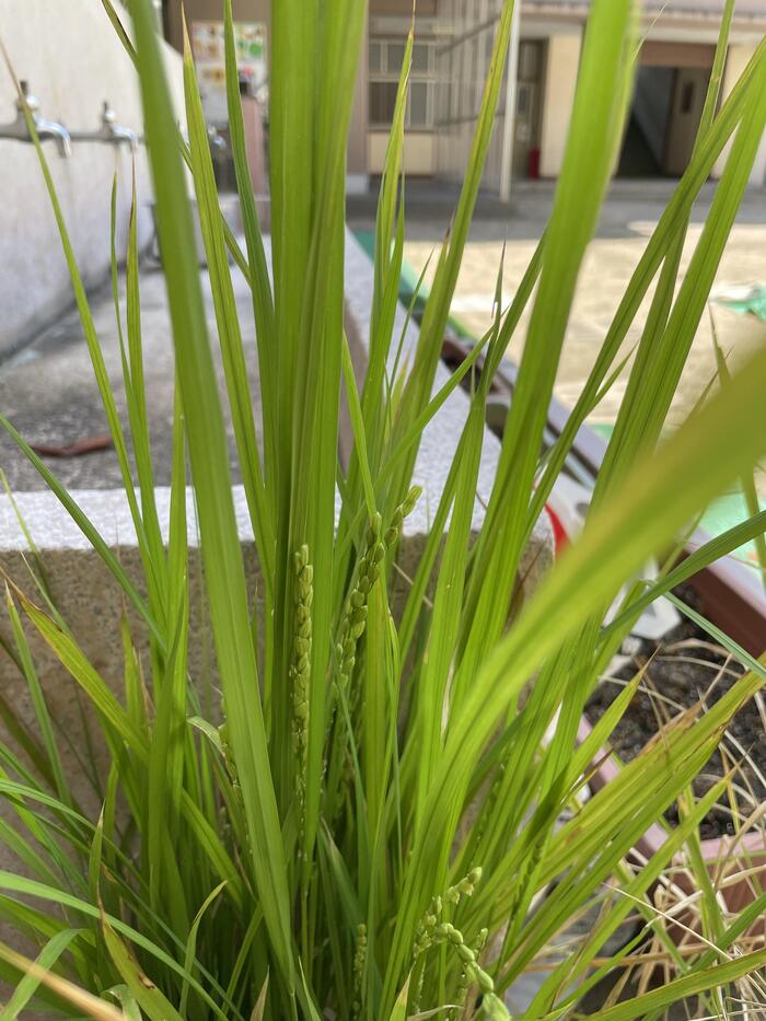 小6バケツ稲は元気です。