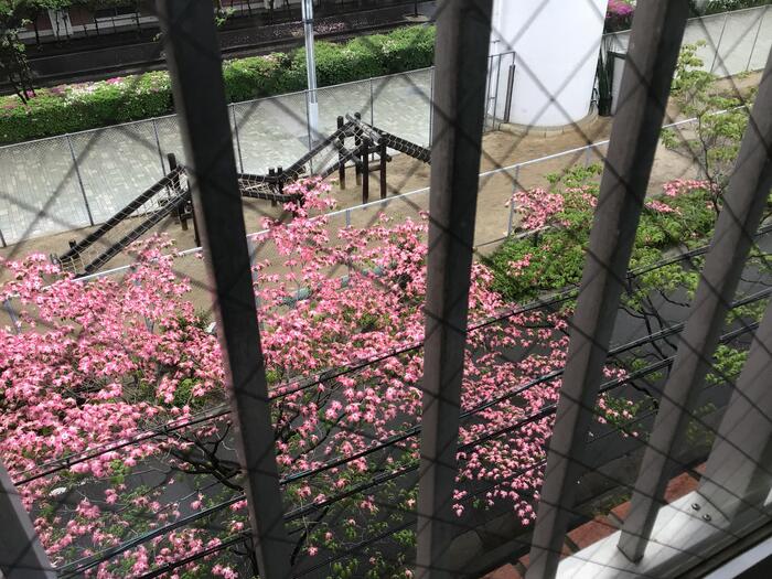 ハナミズキ