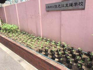 正門の花壇「住之江ひまわり」