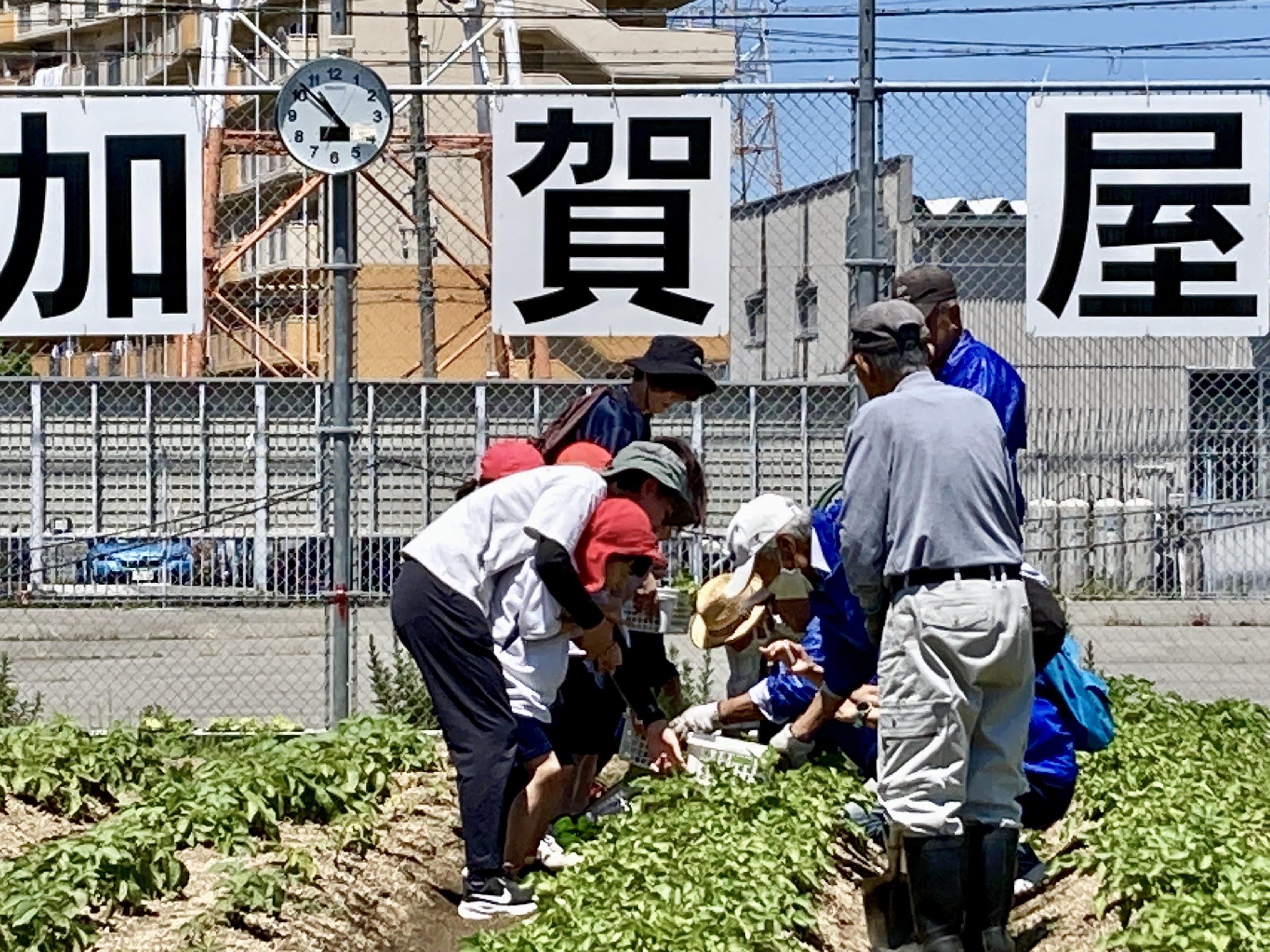 じゃがいも2.jpg