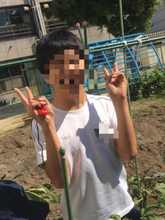 ピーマンの収穫!!