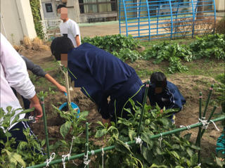 中学部 畑での活動!