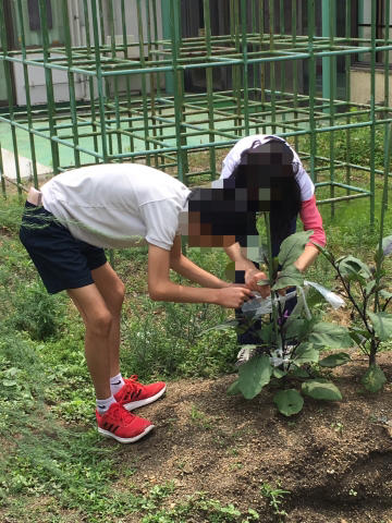 中学部 夏野菜の栽培