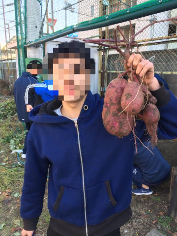 【高等部】サツマイモの収穫