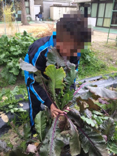 中学部「赤大根の収穫」